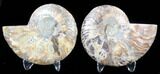 Sliced Fossil Ammonite Pair - Agatized #39604-1